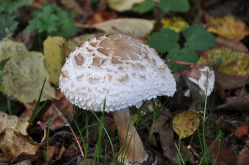 White mushroom in grass