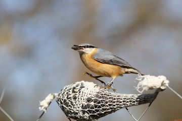 Nuthatch,  is why it stands on one leg...