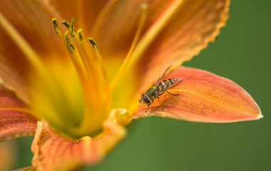 Schwebfliege auf Lilie