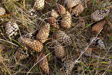 Fir cones on the grass