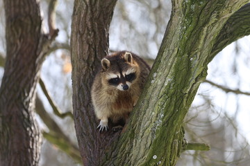 Waschbär im Baum