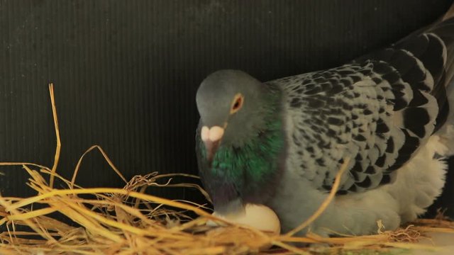 pigeon hatching egg in home loft