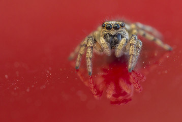 Springspinne 