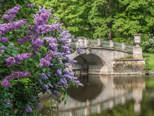 Blooming lilac against Visconti Bridge in Pavlovsk Park near Sai