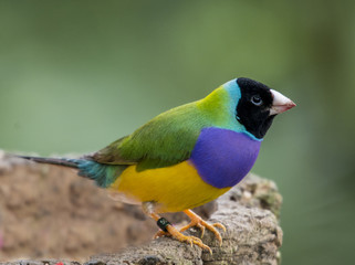 Gouldamadine