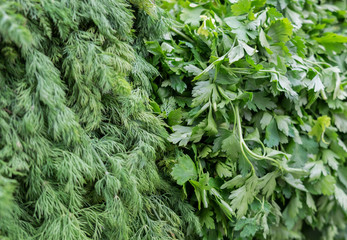 cilantro and parsley at the city market