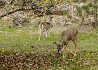 Buck grazes by tree.