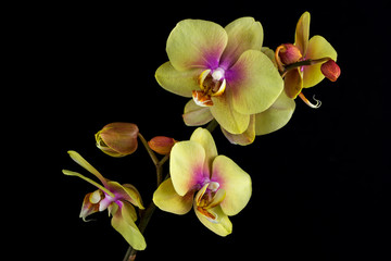 Yellow-pink orchid