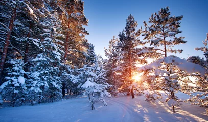 Crédence de cuisine en verre imprimé Hiver Pine trees covered with snow