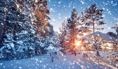 Foto auf Acrylglas Winter Pine trees covered with snow