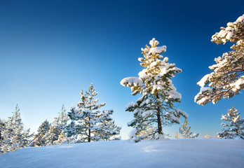 Tree in winter landscape