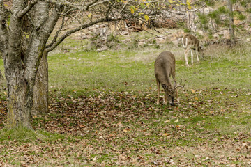 White tail deer grazing in grass.