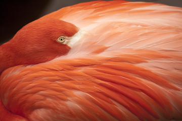Carribean Flamingo with its head buried in its wings.
