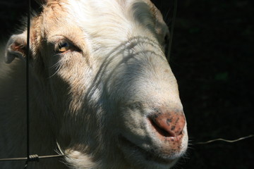 Just an old white goat on a fence