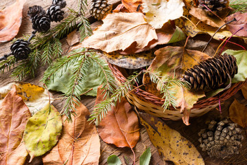 Dry colored leaves, branches, pine cones
