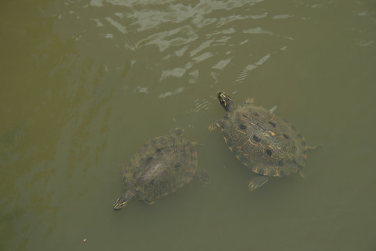 Two wild turtles 