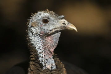 Wild Florida turkey portrait - female captive