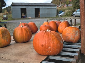 A collection of freshly picked tasty organic pumpkins on metal b