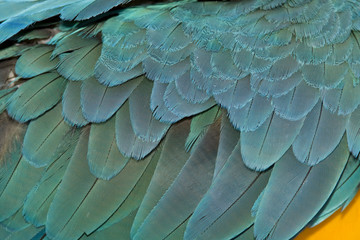 Obraz premium Blue macaw feathers macro