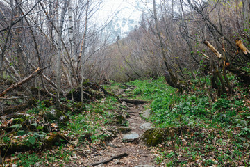 Early spring forest detail
