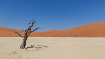 DeadVlei, Sossusvlei, Namibia