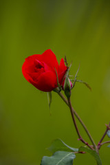 Fototapeta premium Königin des Gartens - Die Rose