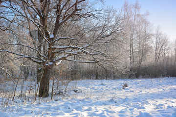 Winter sunny landscape