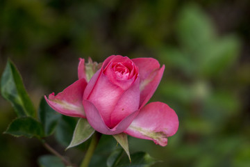 Königin des Gartens - Die Rose