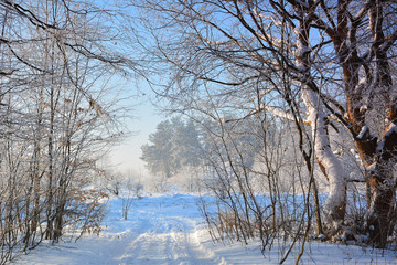 Winter sunny landscape