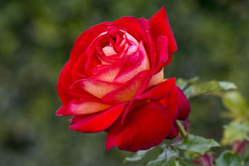 Die Königin der Gärten - Die Rose