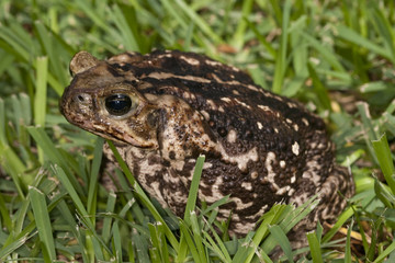 Giant bufo marinus toad sitting in the grass in Florida
