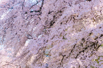 Outdoor shot filled with beautiful spring cherry blossoms in japan