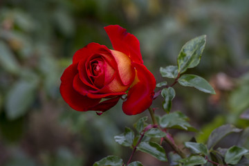 Die Rose