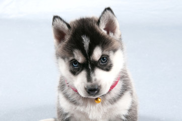 Husky Welpe schwarz weisem Fell