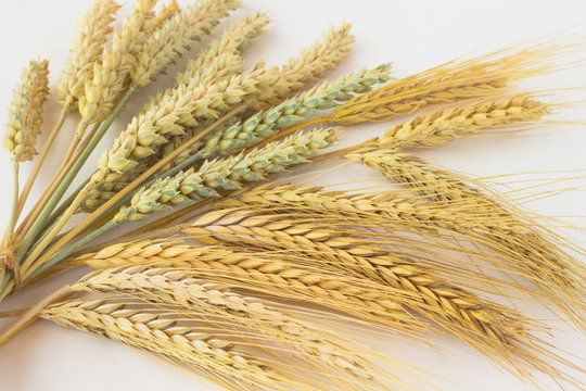 Two sort of wheat. Spikes of wheat are tied together