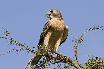 Red-shouldered hawk screeching at the top of a tree in Florida.
