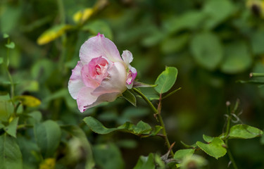 Die Rose