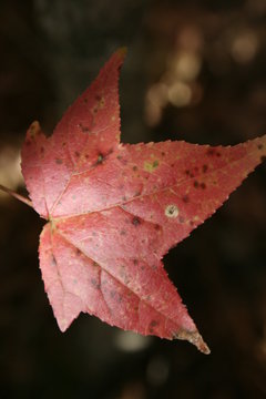 Red Maple leaf
