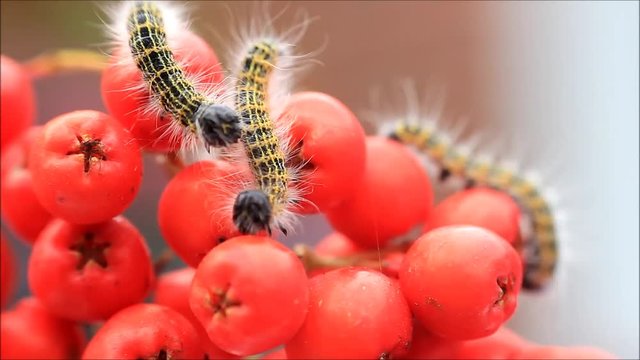 caterpillar macro, Phalera bucephala, Raupe Mondvogel

