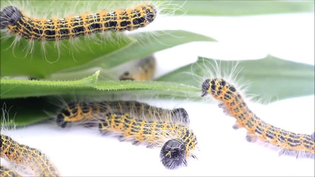caterpillar macro, Phalera bucephala, Raupe Mondvogel

