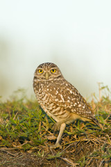 Burrowing owl next to its ground nest in Cape Coral, Florida.