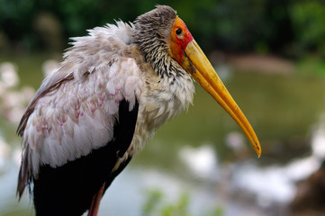 close-up of white stork, ciconia, at rainy day.