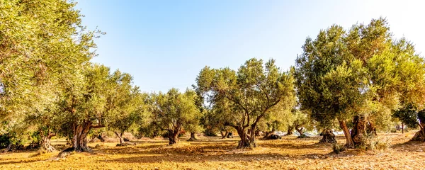 Runde Alu-Dibond Bilder Olivenbaum Olivenbaumhain, Olivenbäume (Olea europaea)