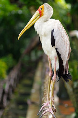 close-up of white stork, ciconia, at rainy day.