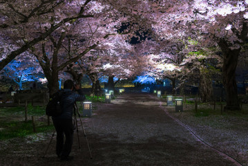 Obraz premium Light up of cherry blossoms tree in Tsuruga Castle (Aizu castle)