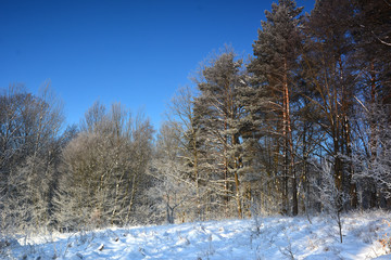 Winter sunny landscape