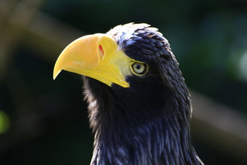 Eagle