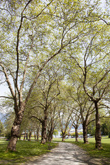 Fototapeta premium Stanley Park Pathway