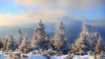 Fir trees covered with snow on background mountains and blue sky