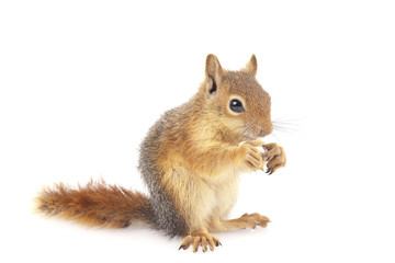 Obraz premium Sincap